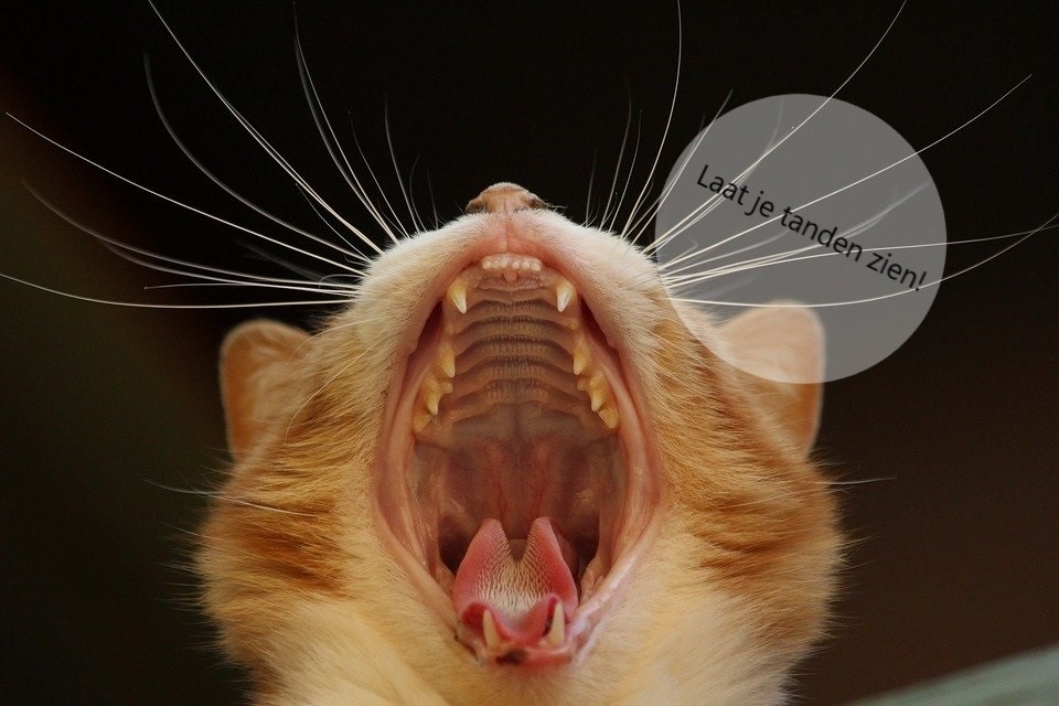 Zahnwechsel_Katze_2